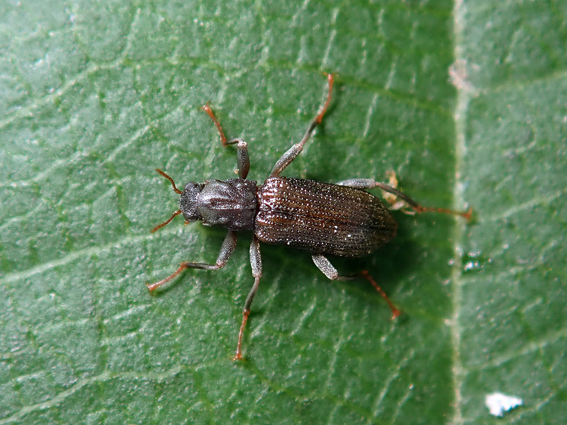 Elmidae: Stenelmis consobrina